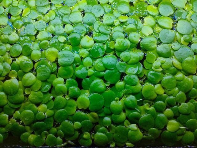 Planta Flotante - Limnobium Laevigatum (Lechugas de Agua)