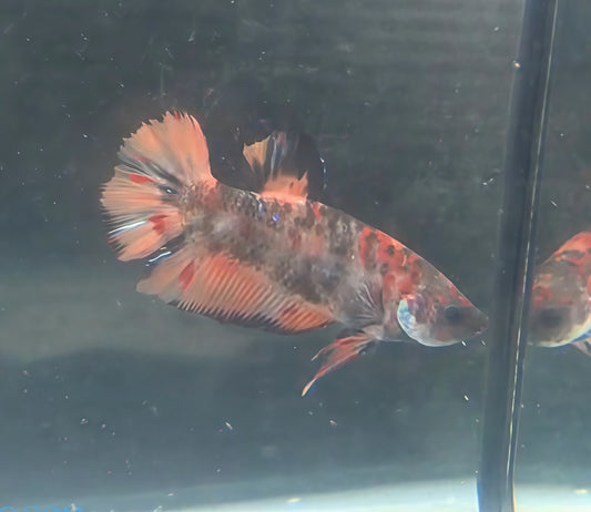 Betta Macho HalfMoon Plakat (HMPK) Armageddon