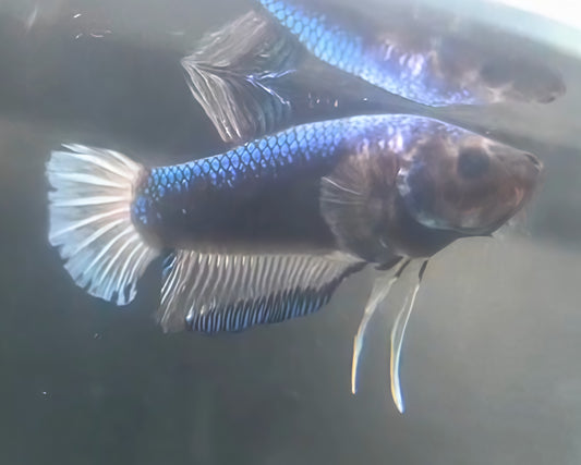 Betta Macho HalfMoon Plakat (HMPK) Bicolor