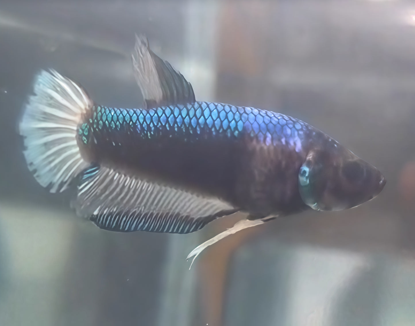 Betta Macho HalfMoon Plakat (HMPK) Bicolor