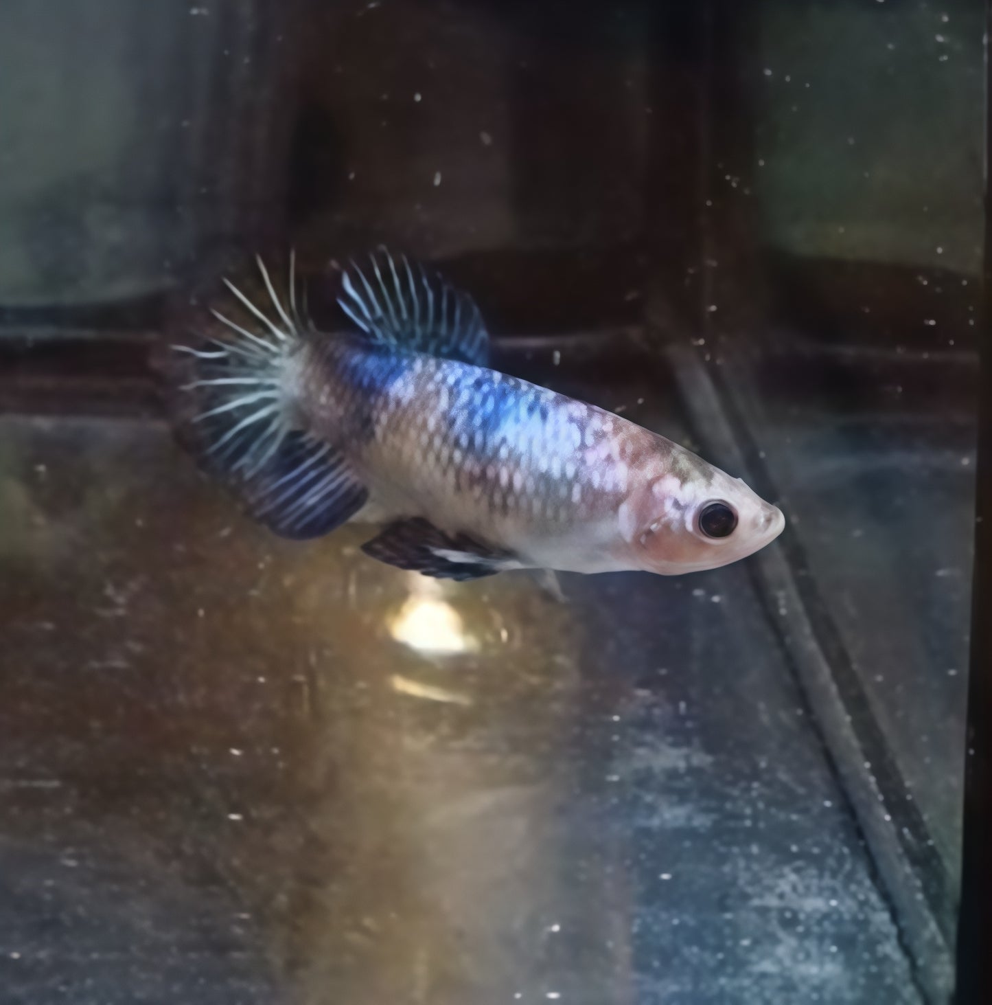 Betta Hembra HalfMoon Plakat