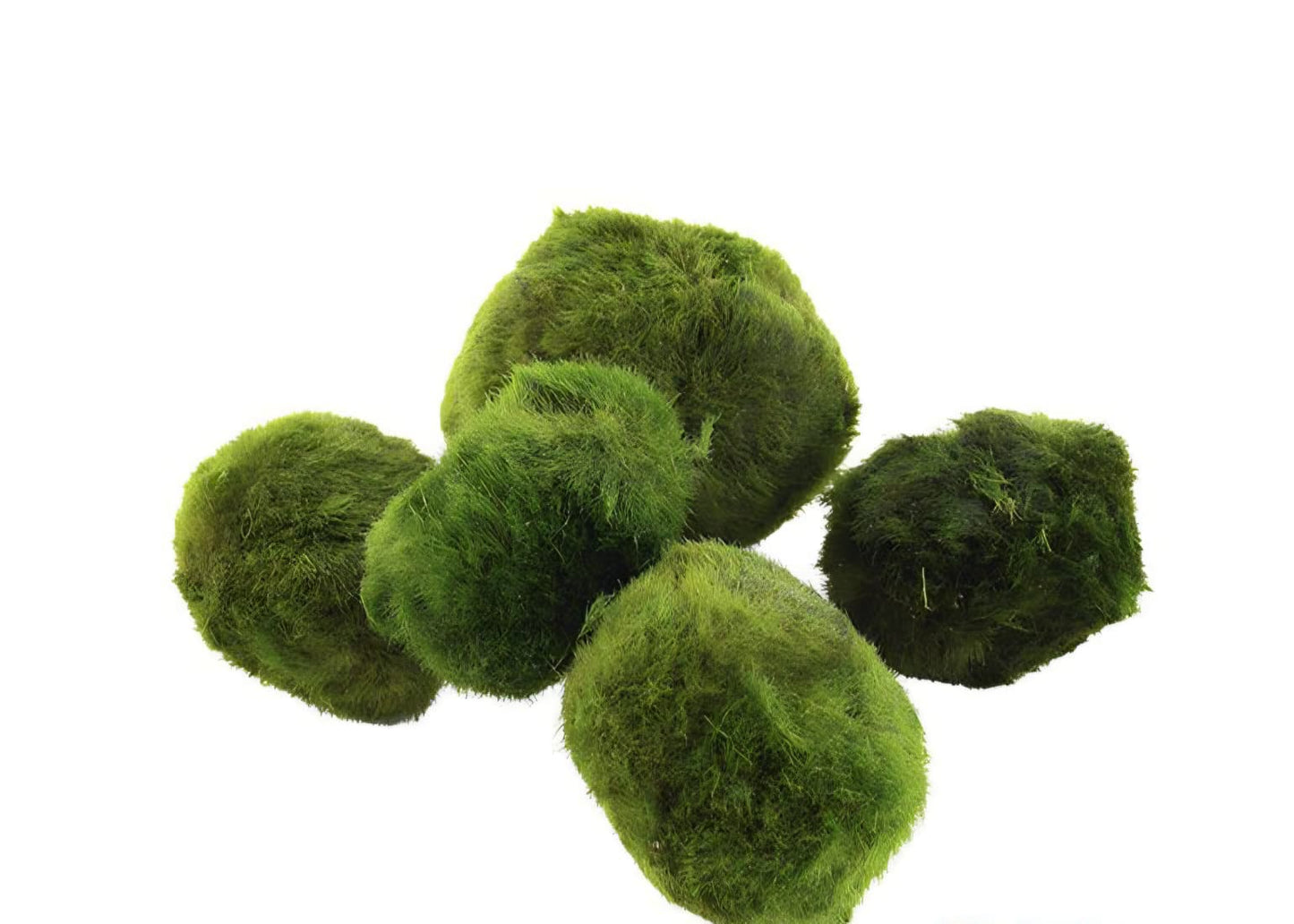 Cladophora Aegagrophila (Bolas De Musgo Marimo)