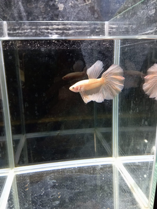 Betta Macho Super Delta HalfMoon