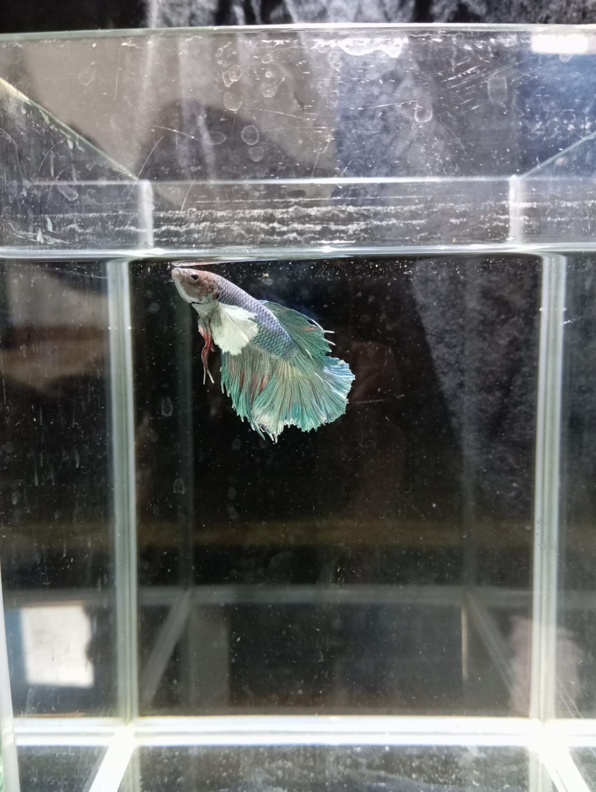 Betta Macho Dumbo HalfMoon – Bicolor