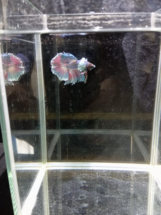 Betta Macho Dumbo HalfMoon – Bicolor