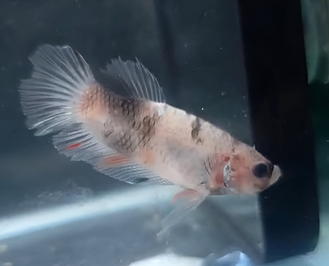 Betta Macho HalfMoon Plakat (HMPK) Celofan