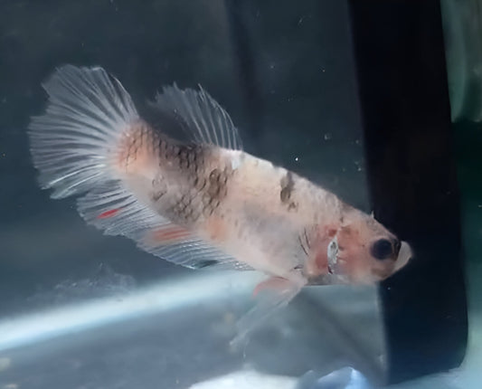 Betta Macho HalfMoon Plakat (HMPK) Celofan