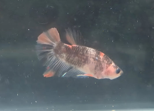 Betta Macho Halfmoon Plakat (HMPK) Multicolor