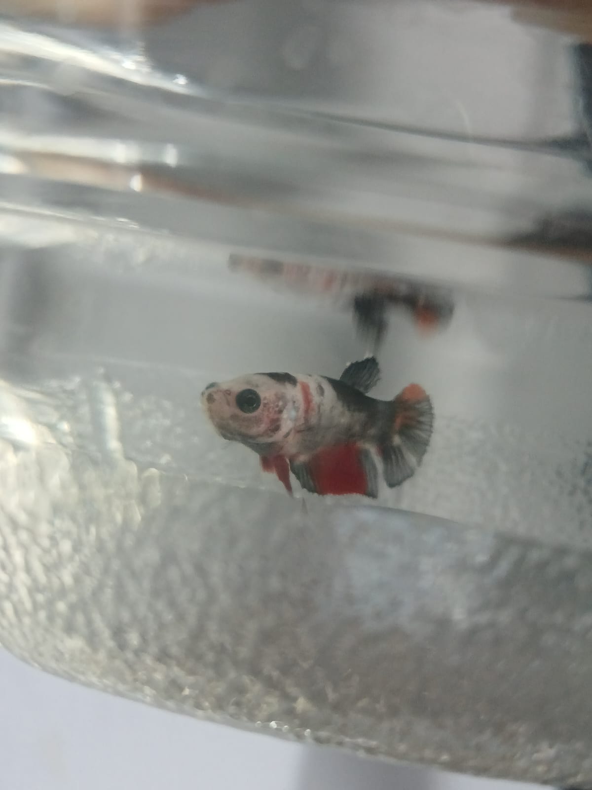 Betta Macho Halfmoon Plakat (HMPK) Multicolor