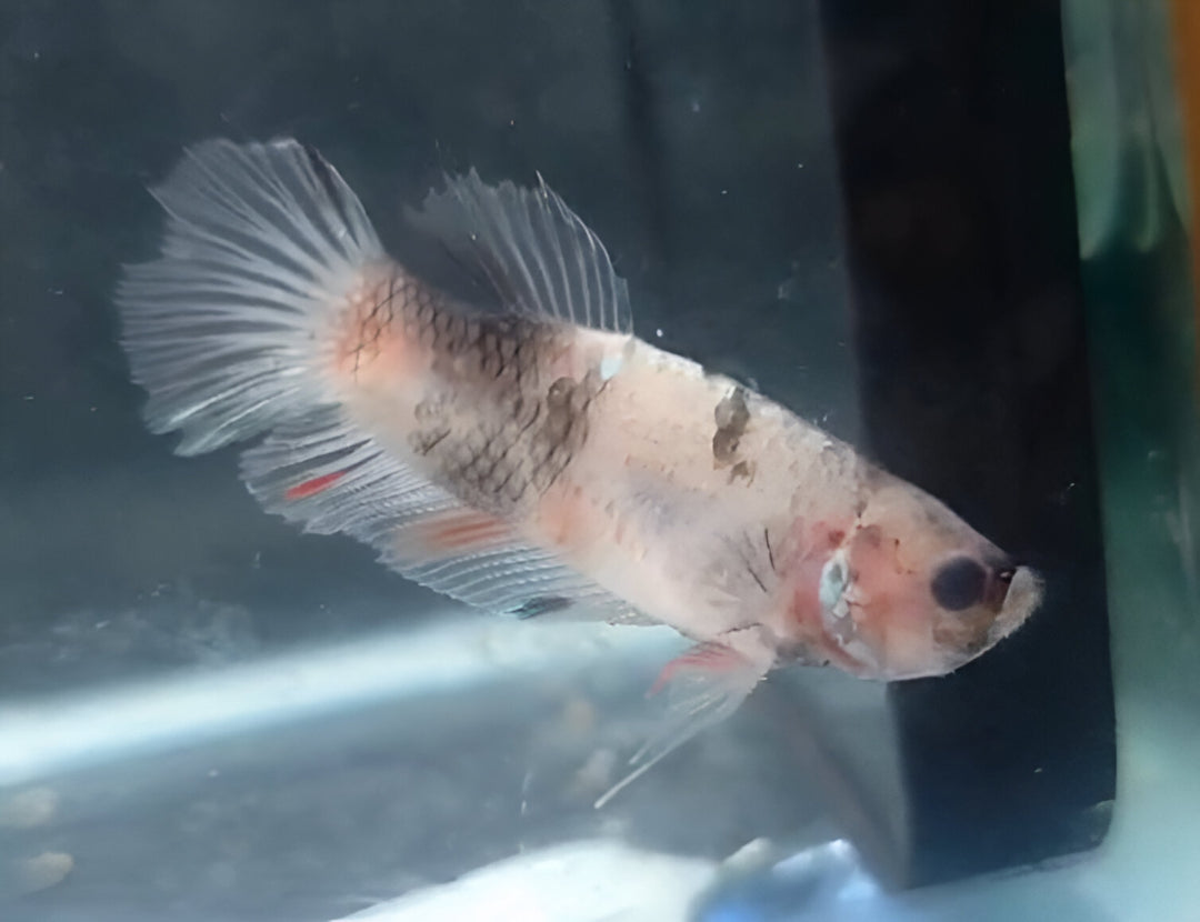 Betta Macho HalfMoon Plakat (HMPK) Celofan