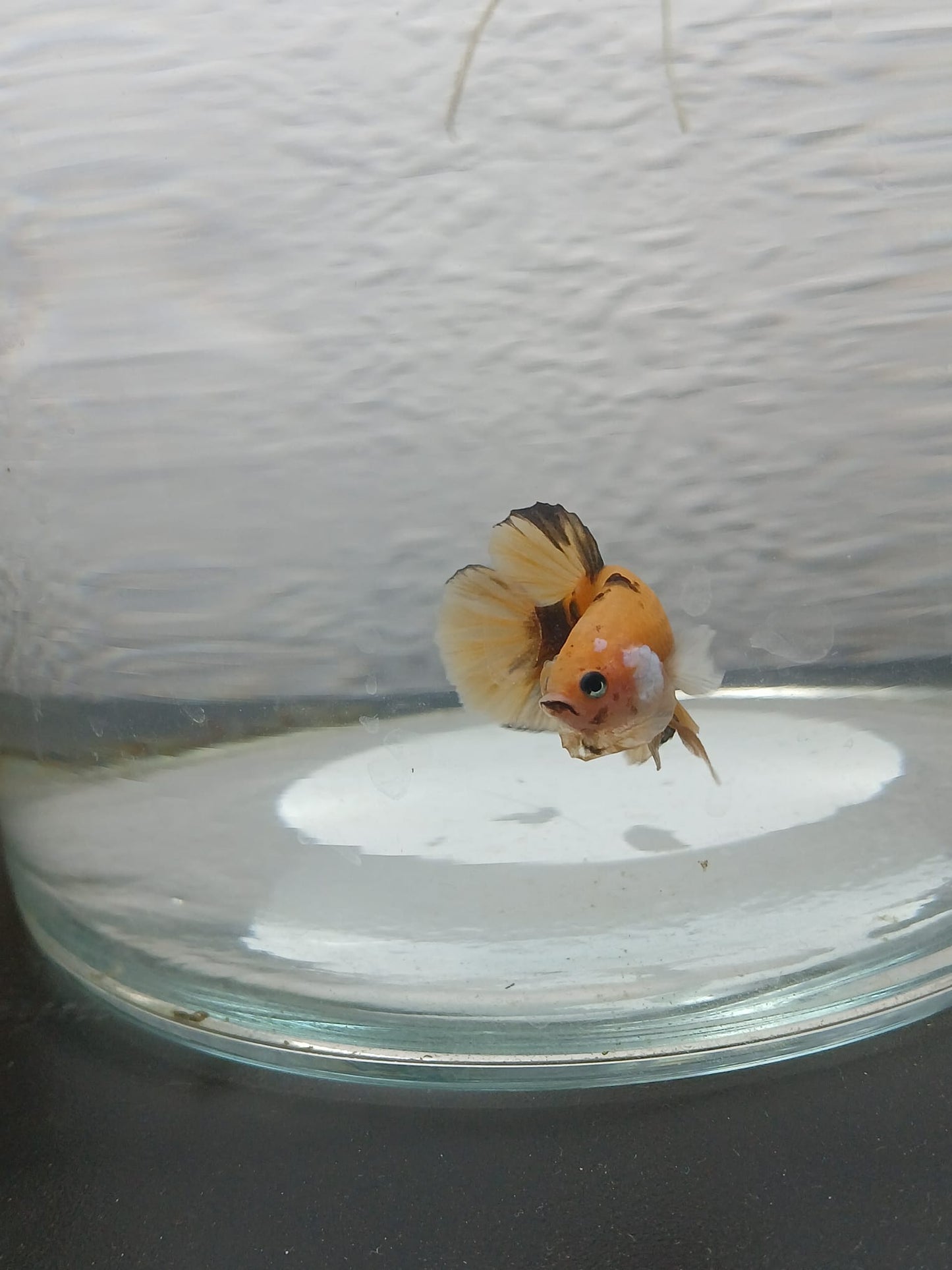 Pareja Bettas HalfMoon Plakat Koi Galaxy