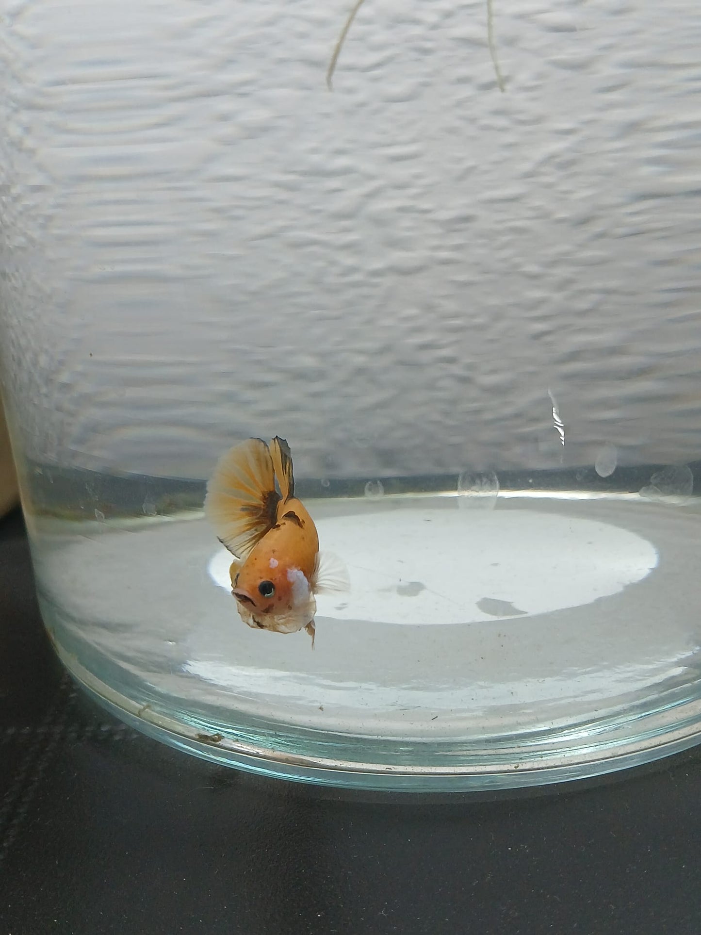 Pareja Bettas HalfMoon Plakat Koi Galaxy