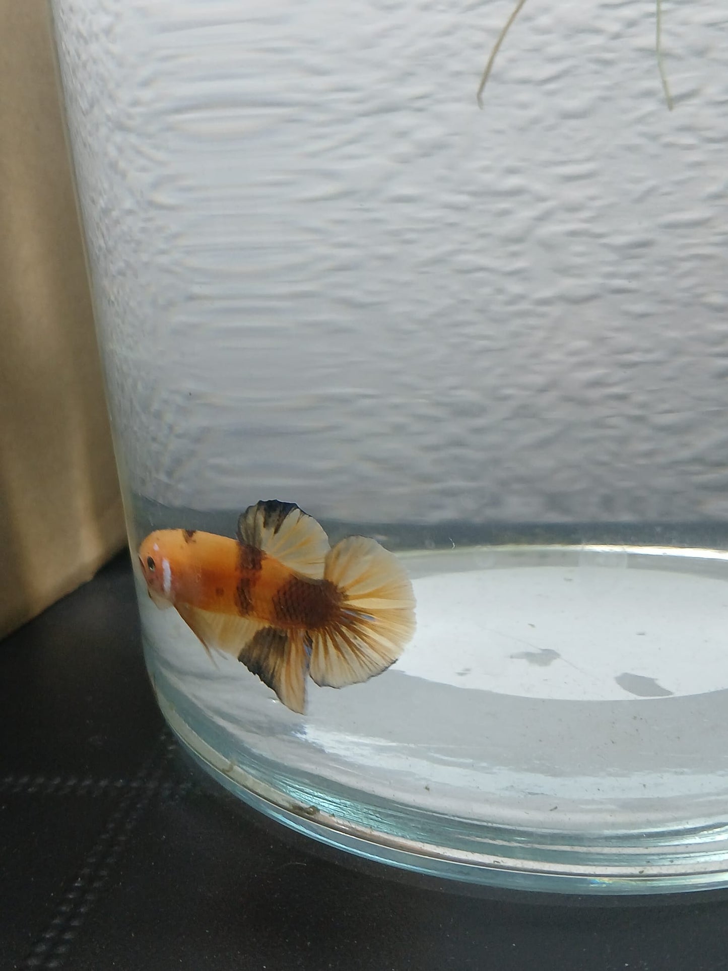 Pareja Bettas HalfMoon Plakat Koi Galaxy