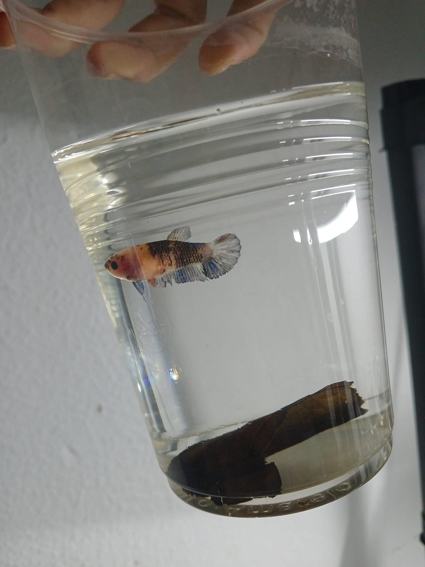 Pareja Bettas HalfMoon Plakat Koi Galaxy