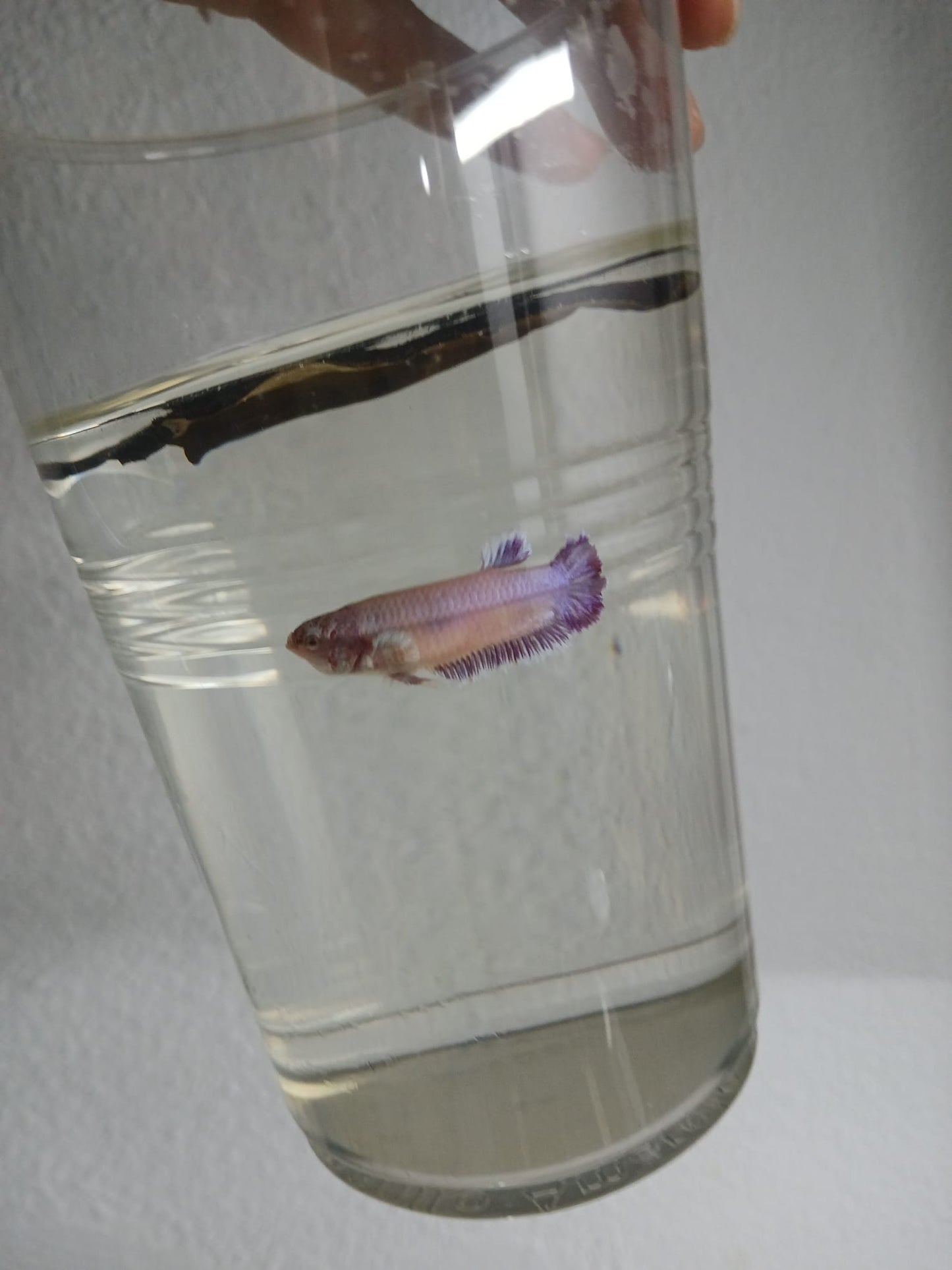 Betta Hembra Dumbo Plakat