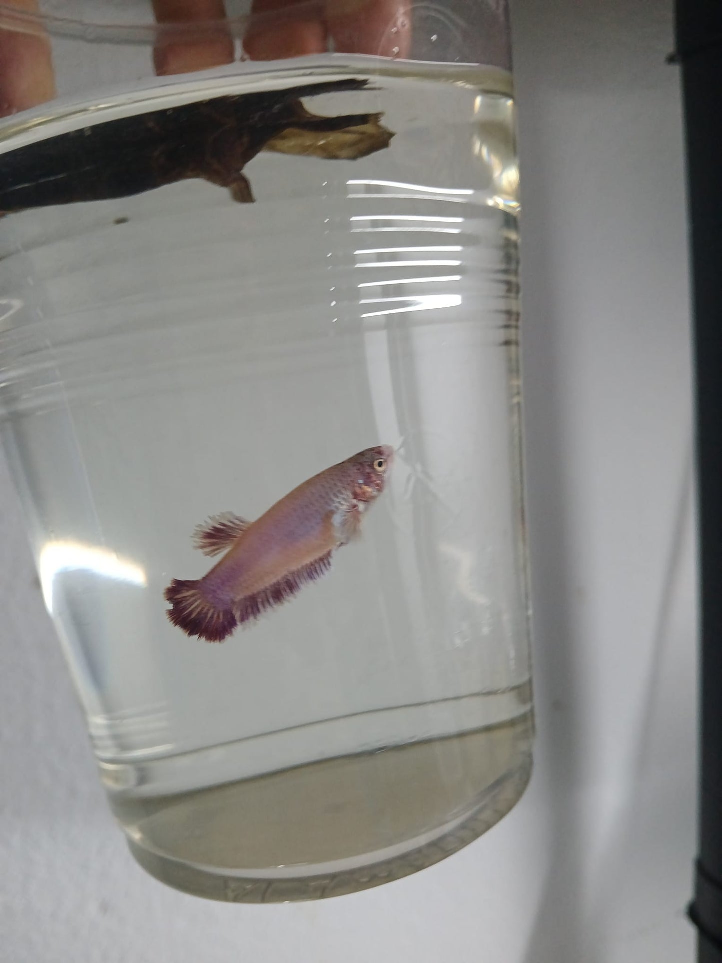 Betta Hembra Dumbo Plakat
