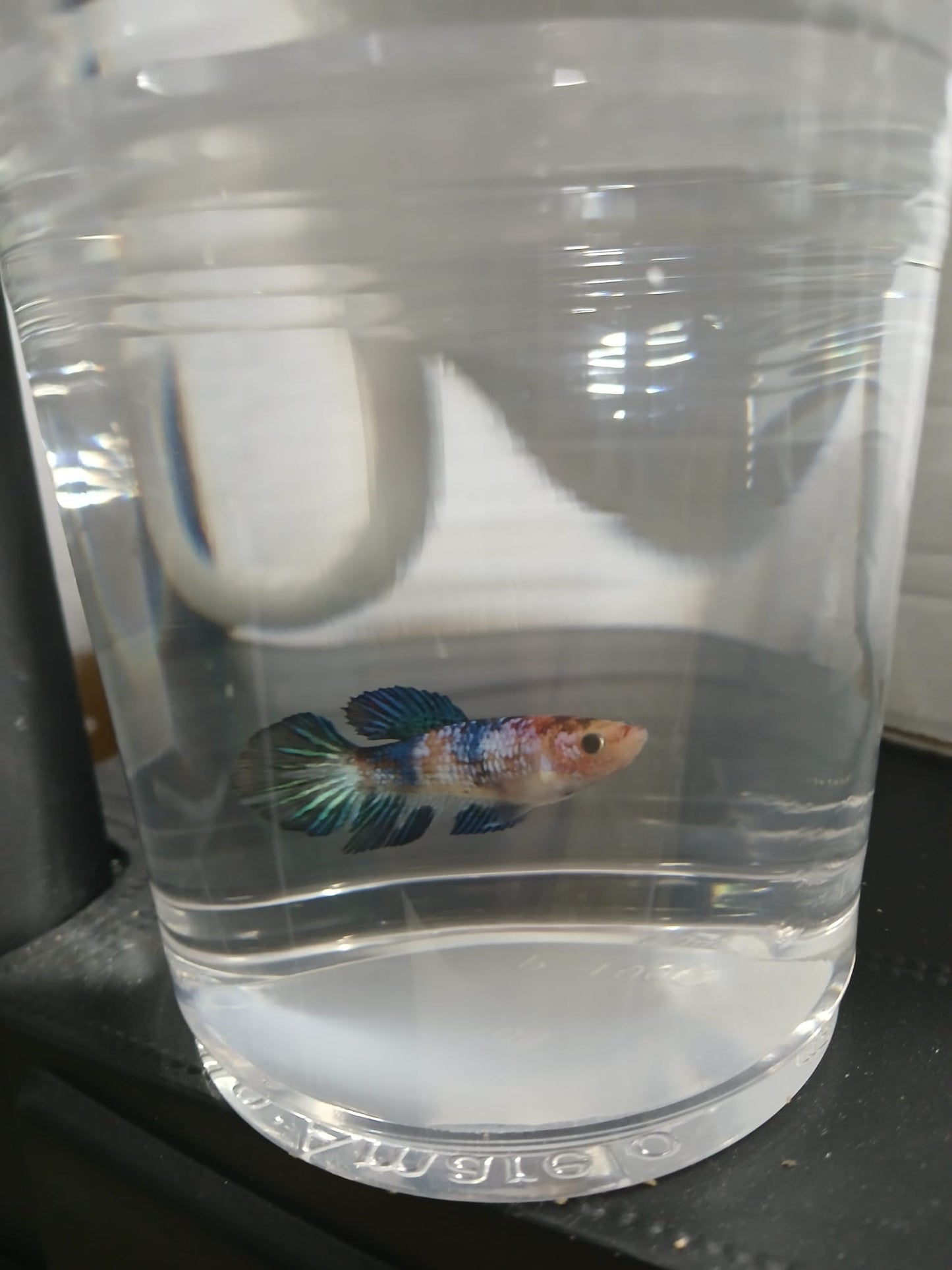 Betta Hembra HalfMoon Plakat