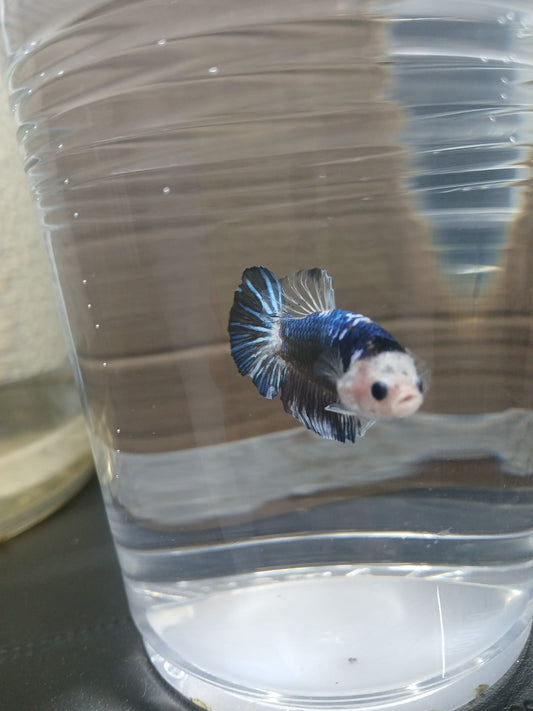 Betta Macho Halfmoon Plakat FaceMonkey