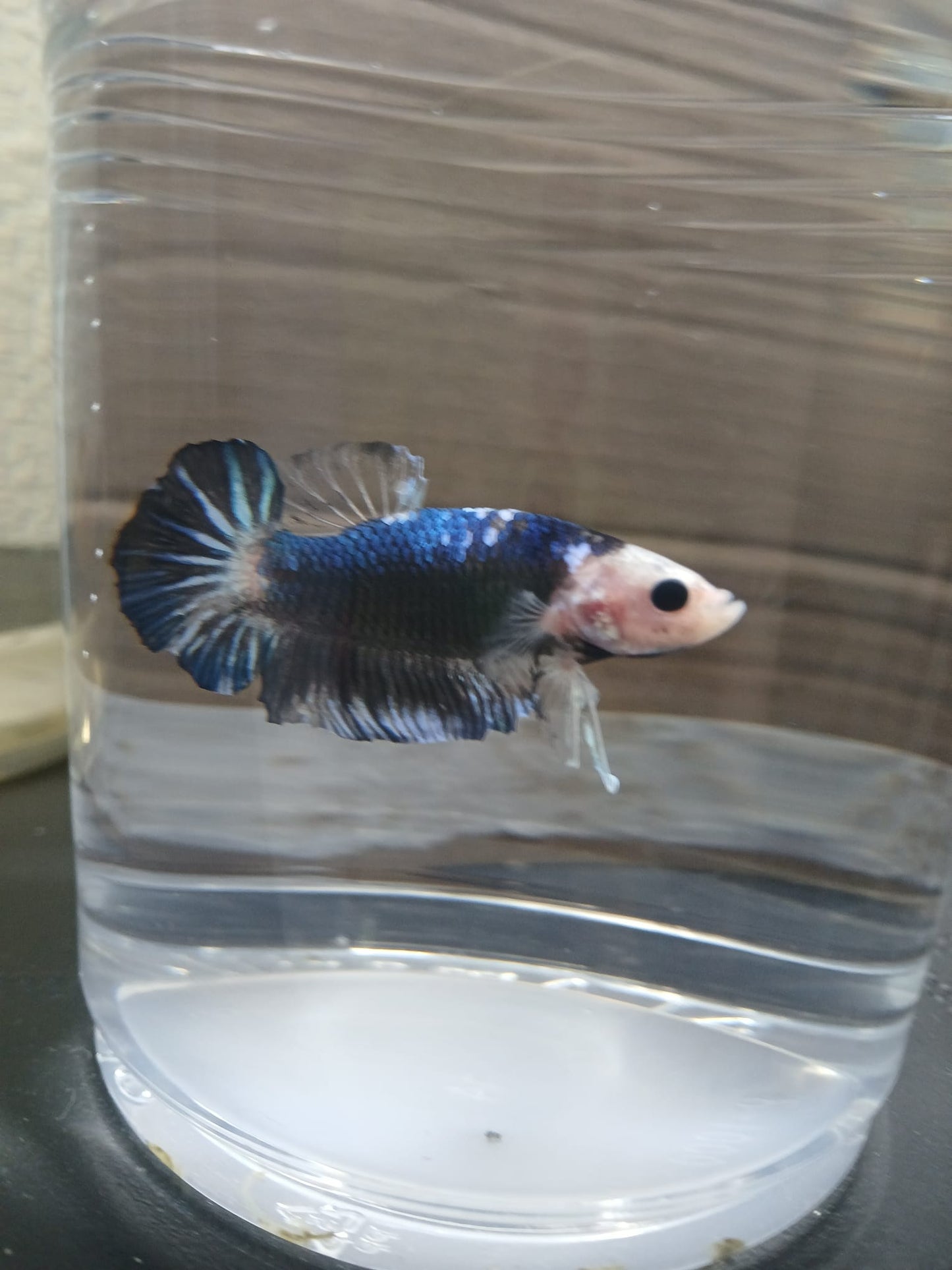Betta Macho Halfmoon Plakat FaceMonkey