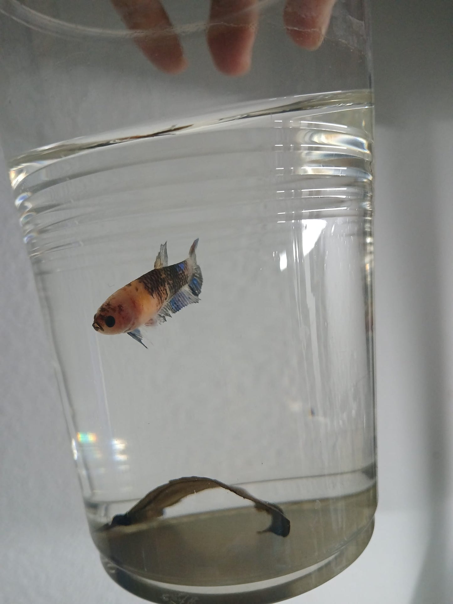 Pareja Bettas HalfMoon Plakat Koi Galaxy