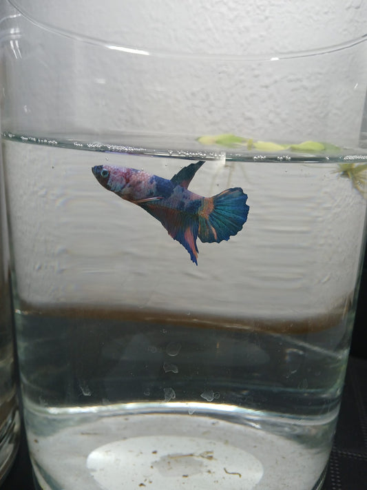 Betta Macho Halfmoon Plakat (HMPK) Koi