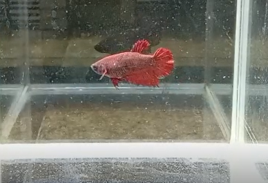 Betta Hembra Splendens Plakat