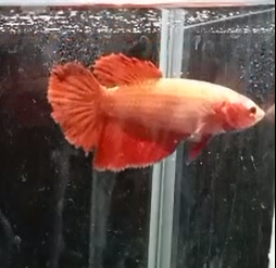 Betta Hembra Splendens HalfMoon