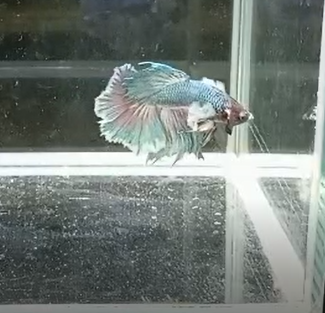 Betta Macho Dumbo HalfMoon – Bicolor