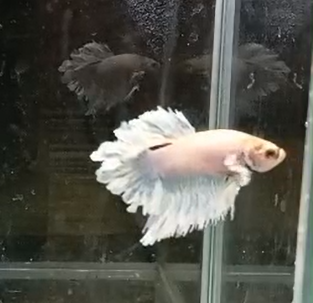 Betta Macho Dumbo HalfMoon