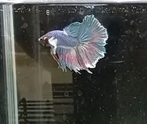 Betta Macho Dumbo HalfMoon – Bicolor