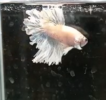 Betta Macho Dumbo HalfMoon