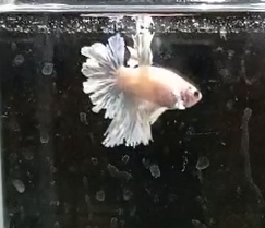 Betta Macho Dumbo HalfMoon
