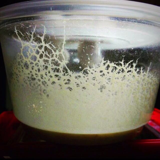 Microgusano de la Avena