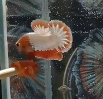 Macho Red Fancy HMPK