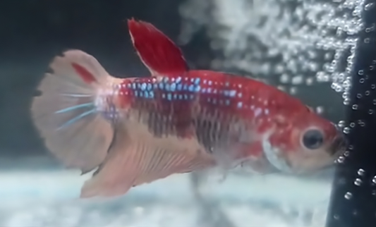 Betta Macho Halfmoon Plakat (HMPK) Multicolor