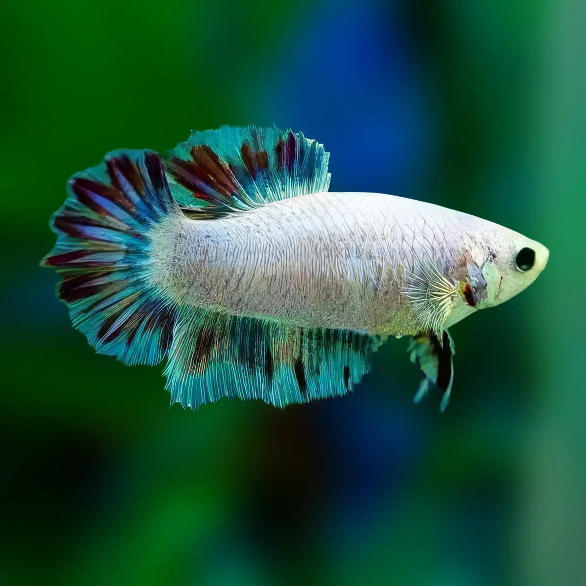 Bettas Hembra