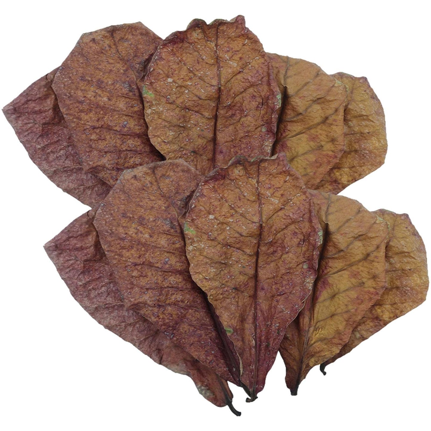 20 Hojas de Cattapa / Almendro Indio