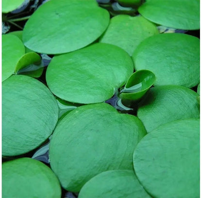 Planta Flotante - Limnobium Laevigatum (Lechugas de Agua)