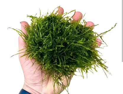 Vesicularia Dubyana / Taxiphyllum Barbieri (Musgo De Java)
