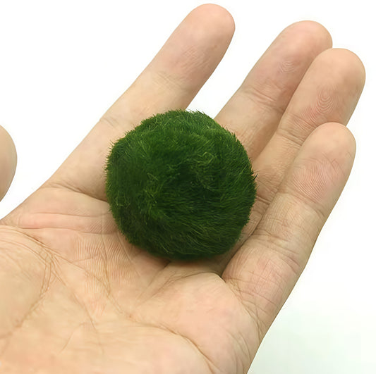 Cladophora Aegagrophila (Bolas De Musgo Marimo)