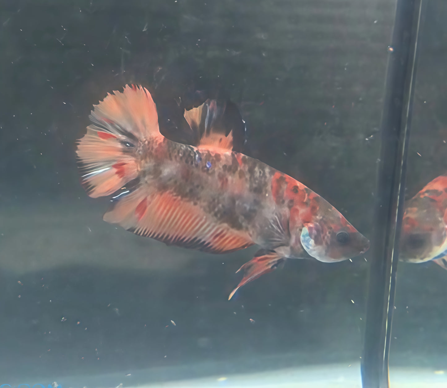 Betta Macho HalfMoon Plakat (HMPK) Armageddon