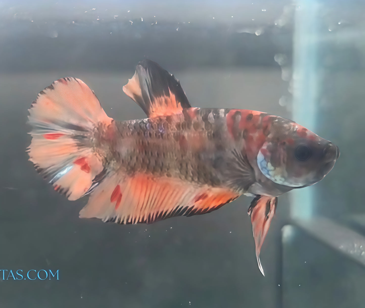 Betta Macho HalfMoon Plakat (HMPK) Armageddon
