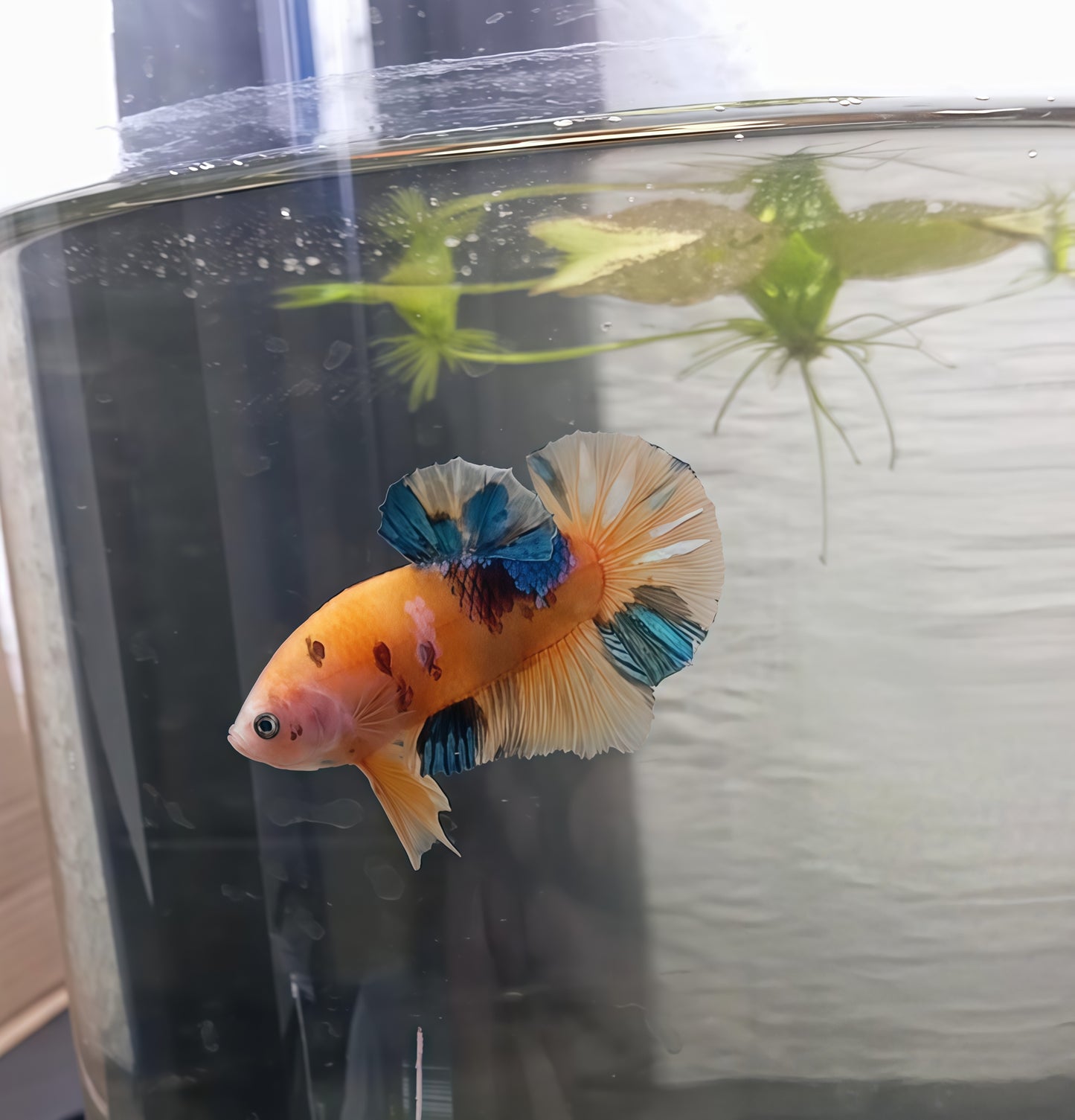 Betta Macho Halfmoon Plakat Koi Galaxy (Importado)