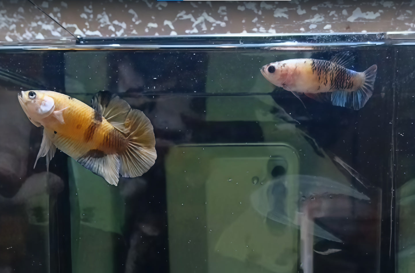 Pareja Bettas HalfMoon Plakat Koi Galaxy