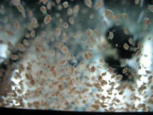 Daphnia
