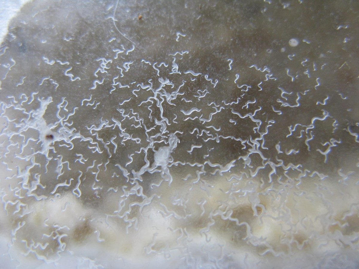 Microgusano de la Avena