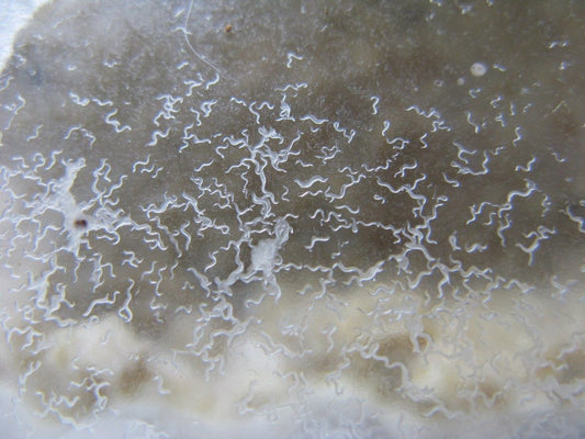 Microgusano de la Avena