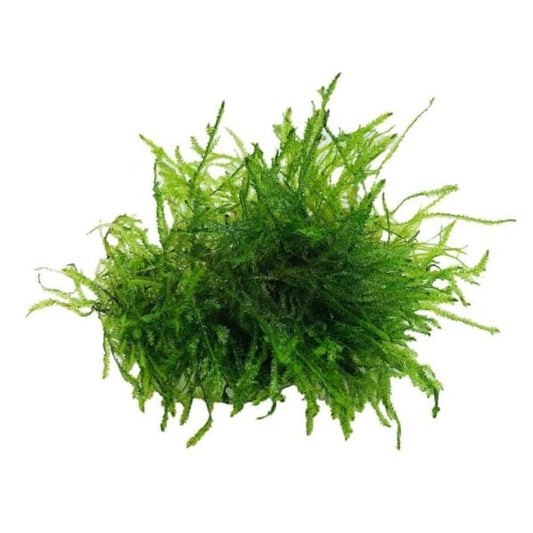 Vesicularia Dubyana / Taxiphyllum Barbieri (Musgo De Java)