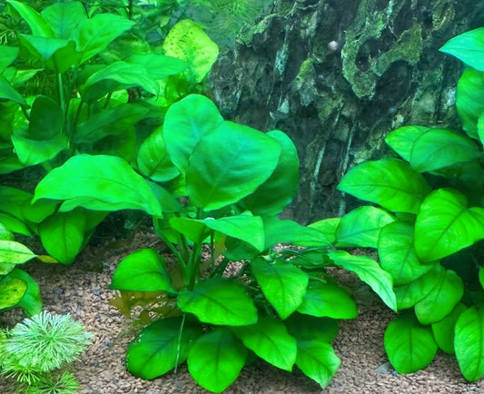 Porción De Anubia Barteri