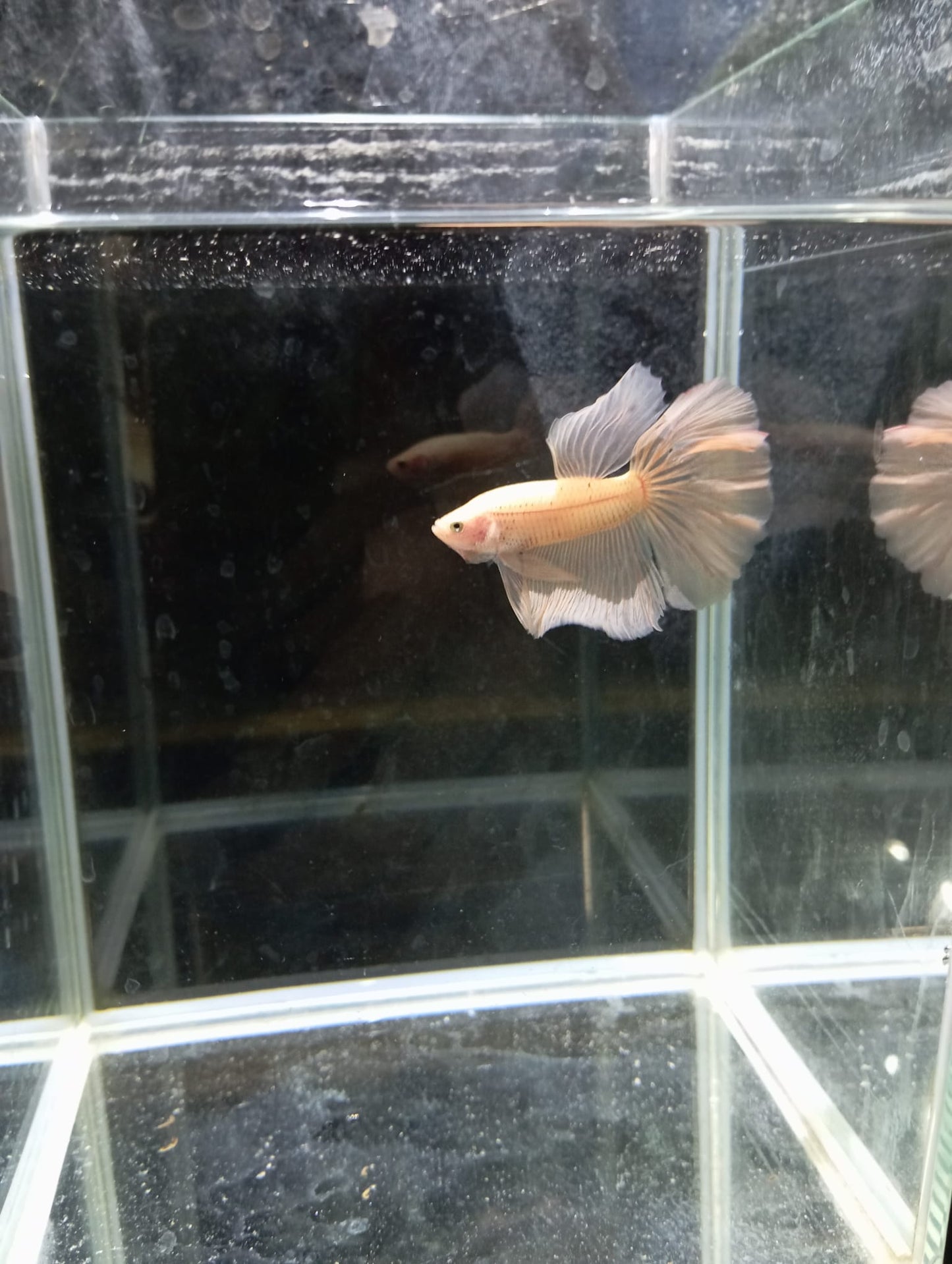 Betta Macho Super Delta HalfMoon